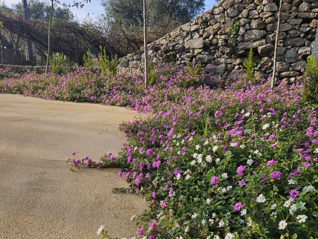 Jardim residencial com plantação ornamental